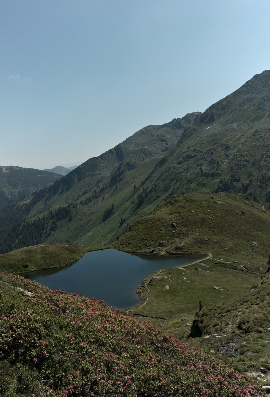 Unterer Wildalmsee zwischen grünen Berghängen mit blühenden Alpenrosen in den Kitzbüheler Alpen