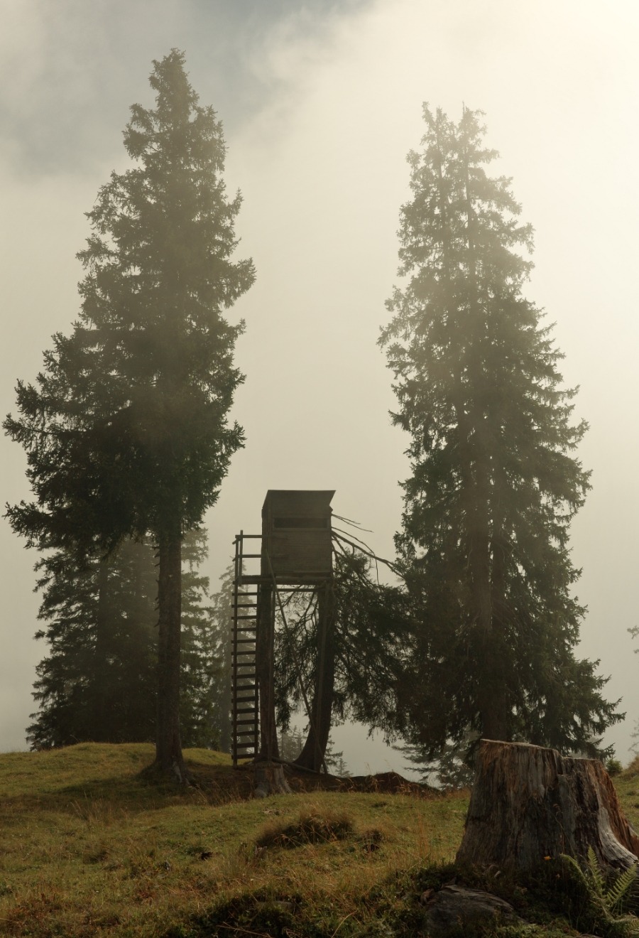 Hochstand zwischen Fichten im morgendlichen Nebel auf dem Weg zum Zireiner See