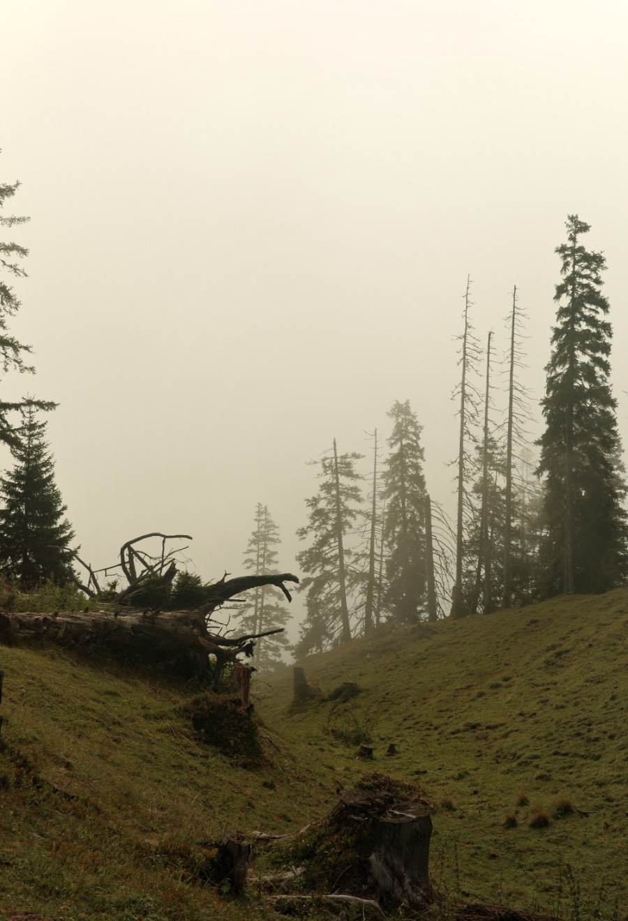 Nebel zwischen alten Fichten und Baumstümpfen oberhalb von Brandenberg