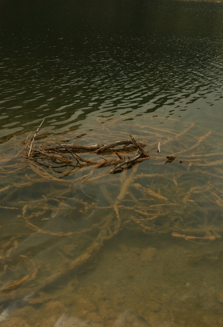 Äste und Wurzeln im klaren Uferwasser des Zireiner Sees