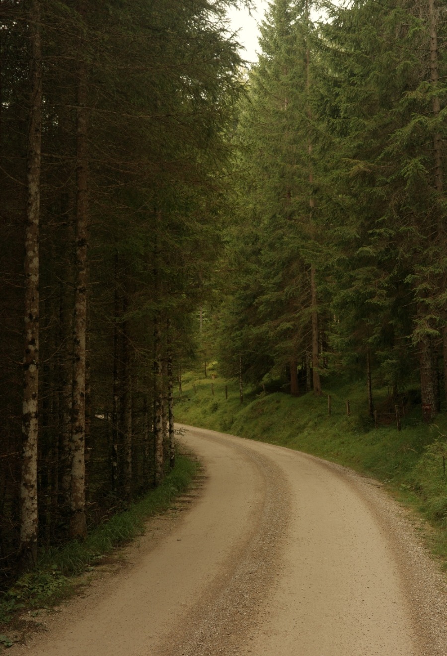 Detail2 Breite Forststraße durch den Fichtenwald auf dem Weg von Brandenberg zum Zireiner See