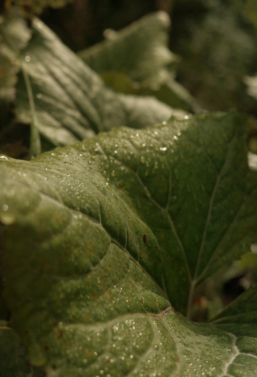 Tautropfen auf großen grünen Blättern am Waldweg zum Zireiner See