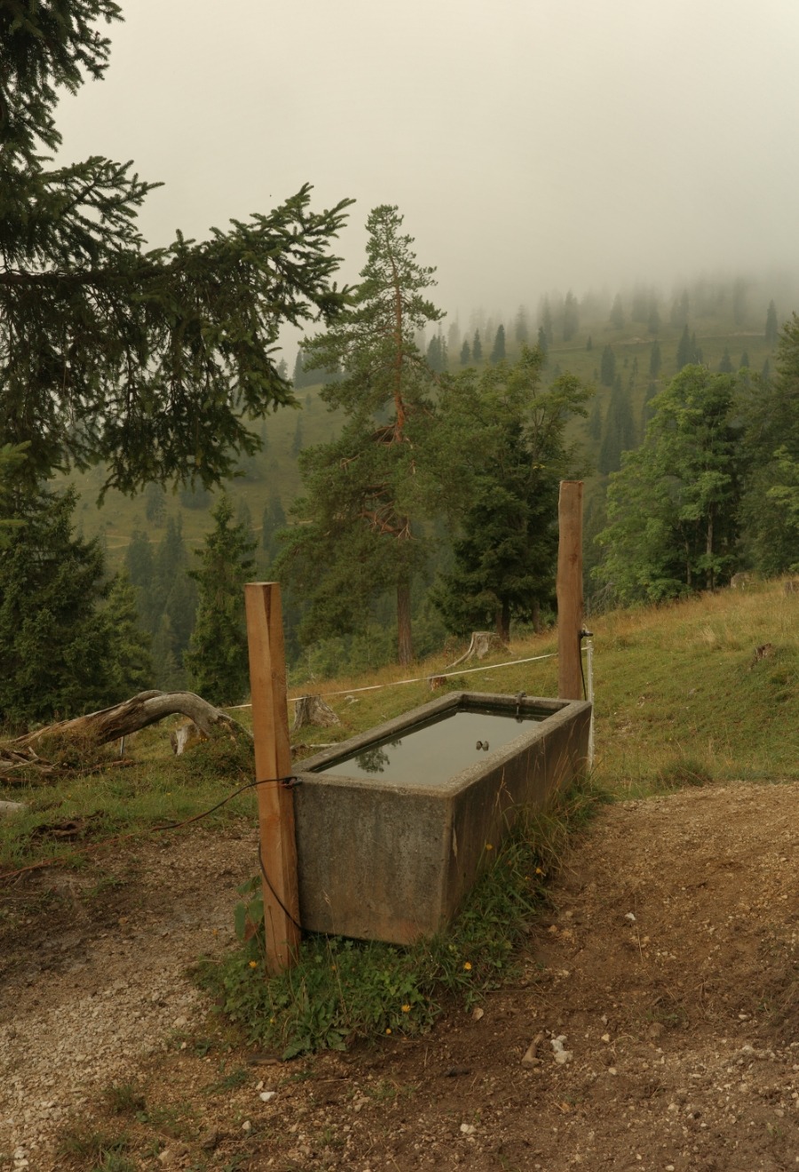Detail7 Alter Betontrog mit stillem Wasser am nebeligen Almweg zum Zireiner See