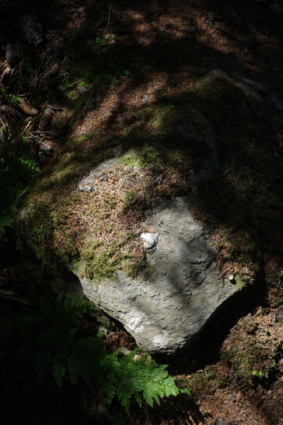 Licht und Schatten im Wald auf einem Stein