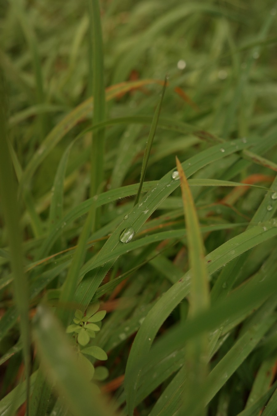 Morgentau mit Tropfen auf Wiese