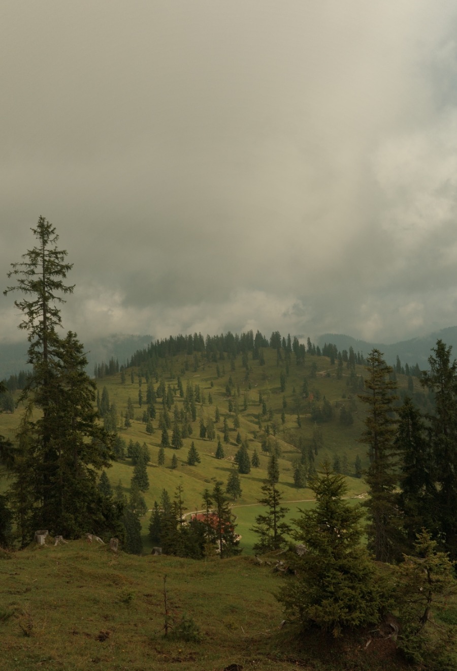 Weite Almlandschaft mit vereinzelten Fichten unter tiefen Wolken bei Brandenberg