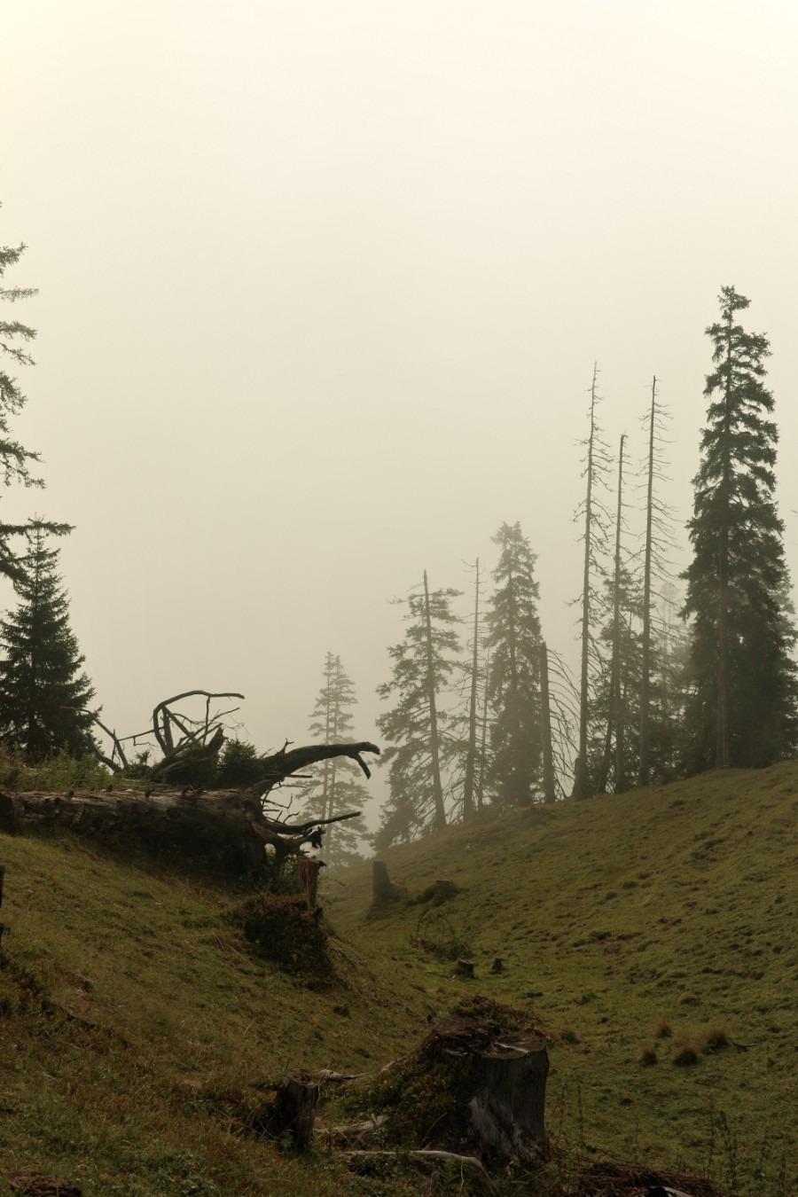 Nebel beim Wandern auf der Alm