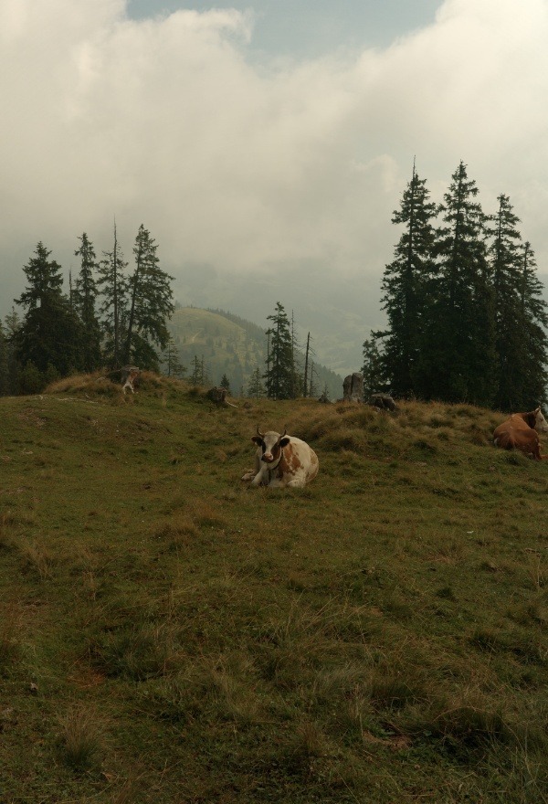 Kuh beim Wandern auf Almwiese