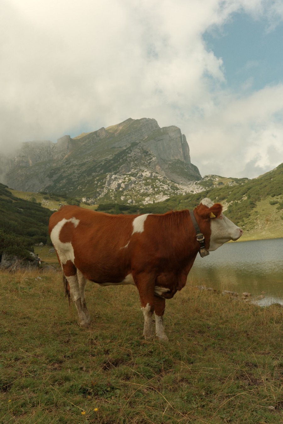 Kuh direkt vor dem Zireinersee