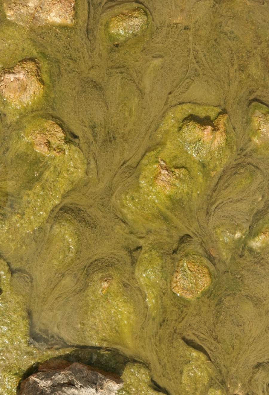R0003572 Goldgrüne Algen und Steine im flachen Wasser des Zireiner Sees