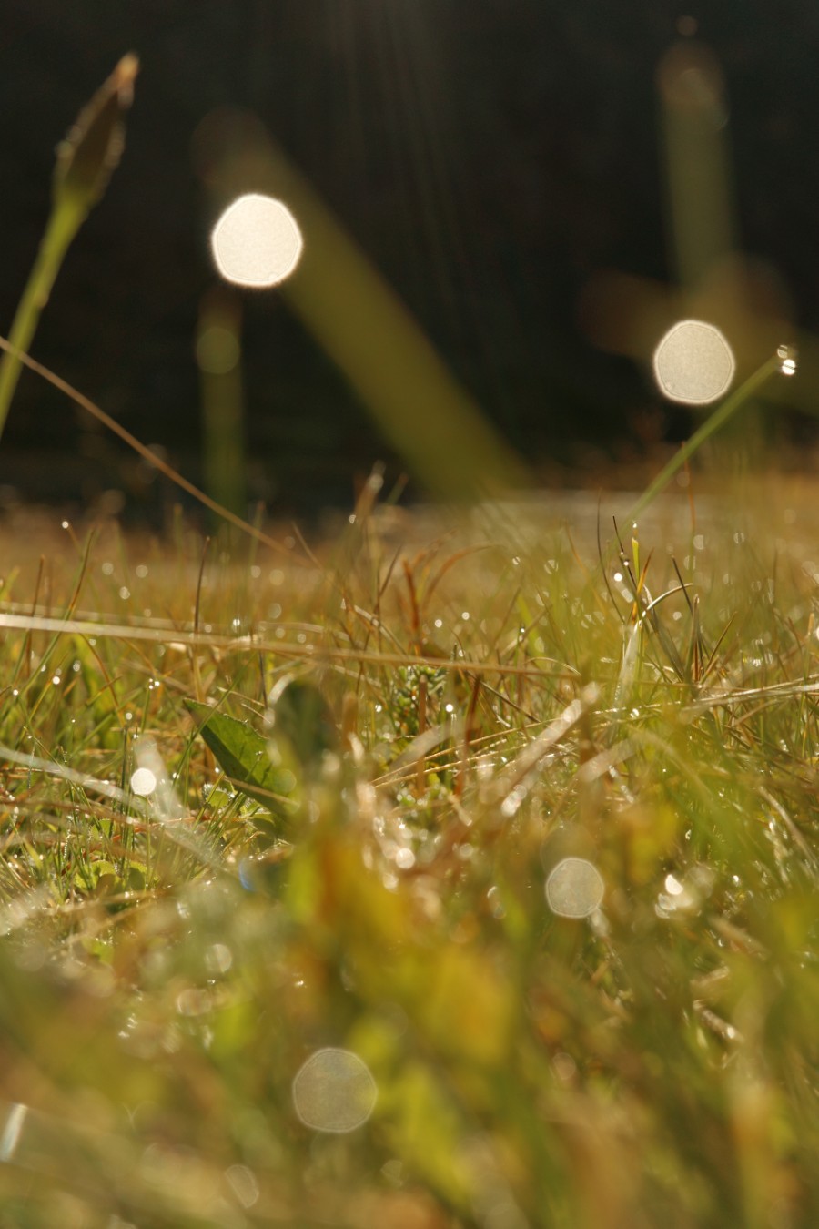Morgentau im Sommer auf Alpenwiese