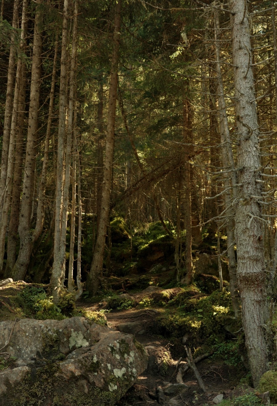 Waldstück Waldstück Anfag der Wanderung zur Blauen Lacke