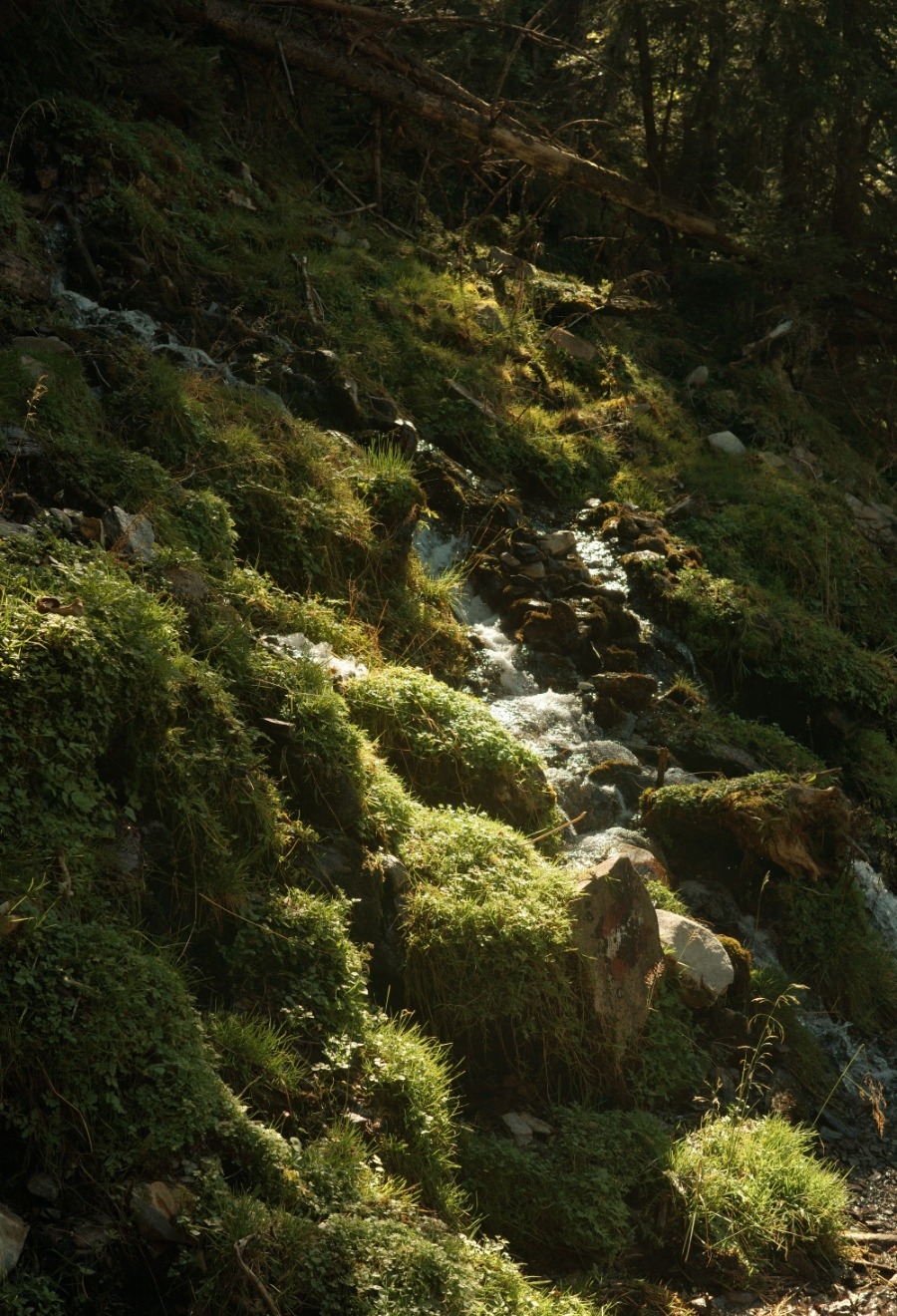 Herbstlicht auf Waldwiese