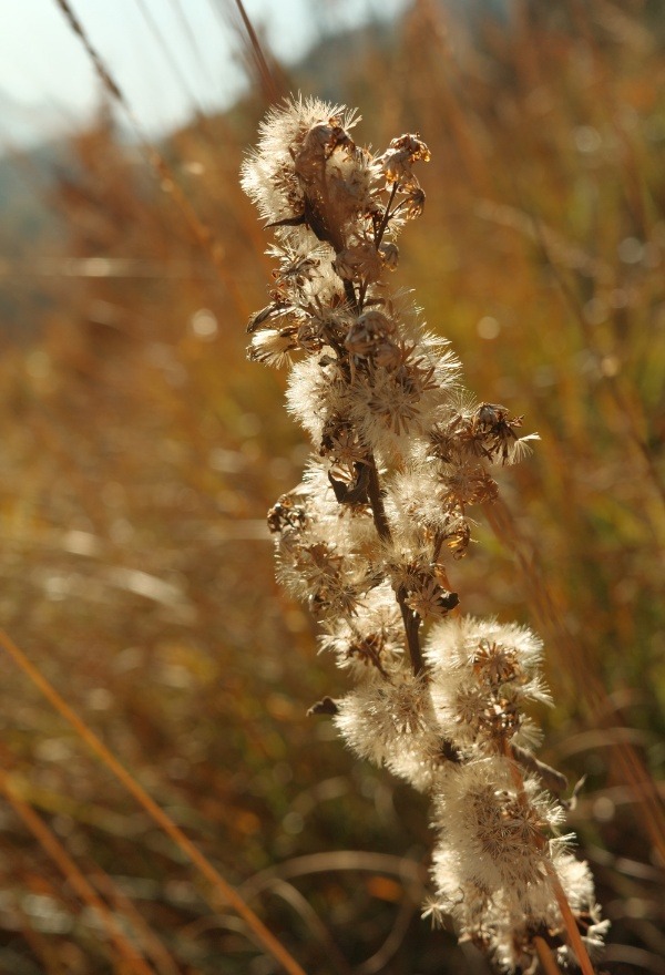 Herbstlicher Strauch