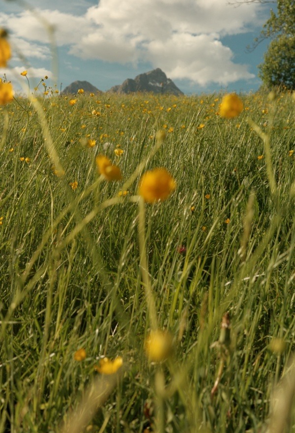 Sommerwiese in Maria Alm fotografiert