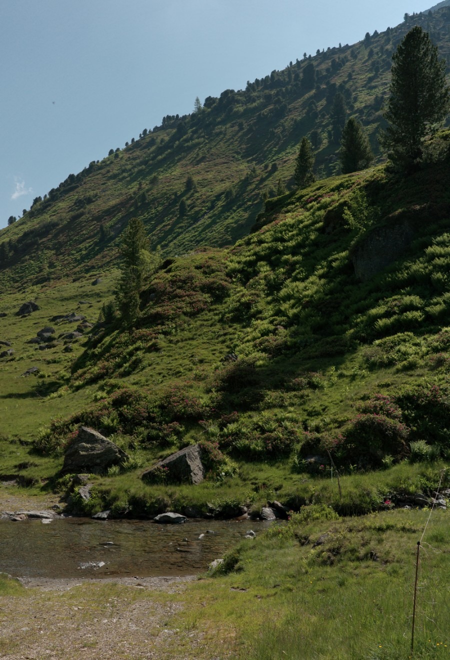 Bergbach zwischen grünen Almwiesen und Alpenrosen auf dem Weg zu den Wildalmseen
