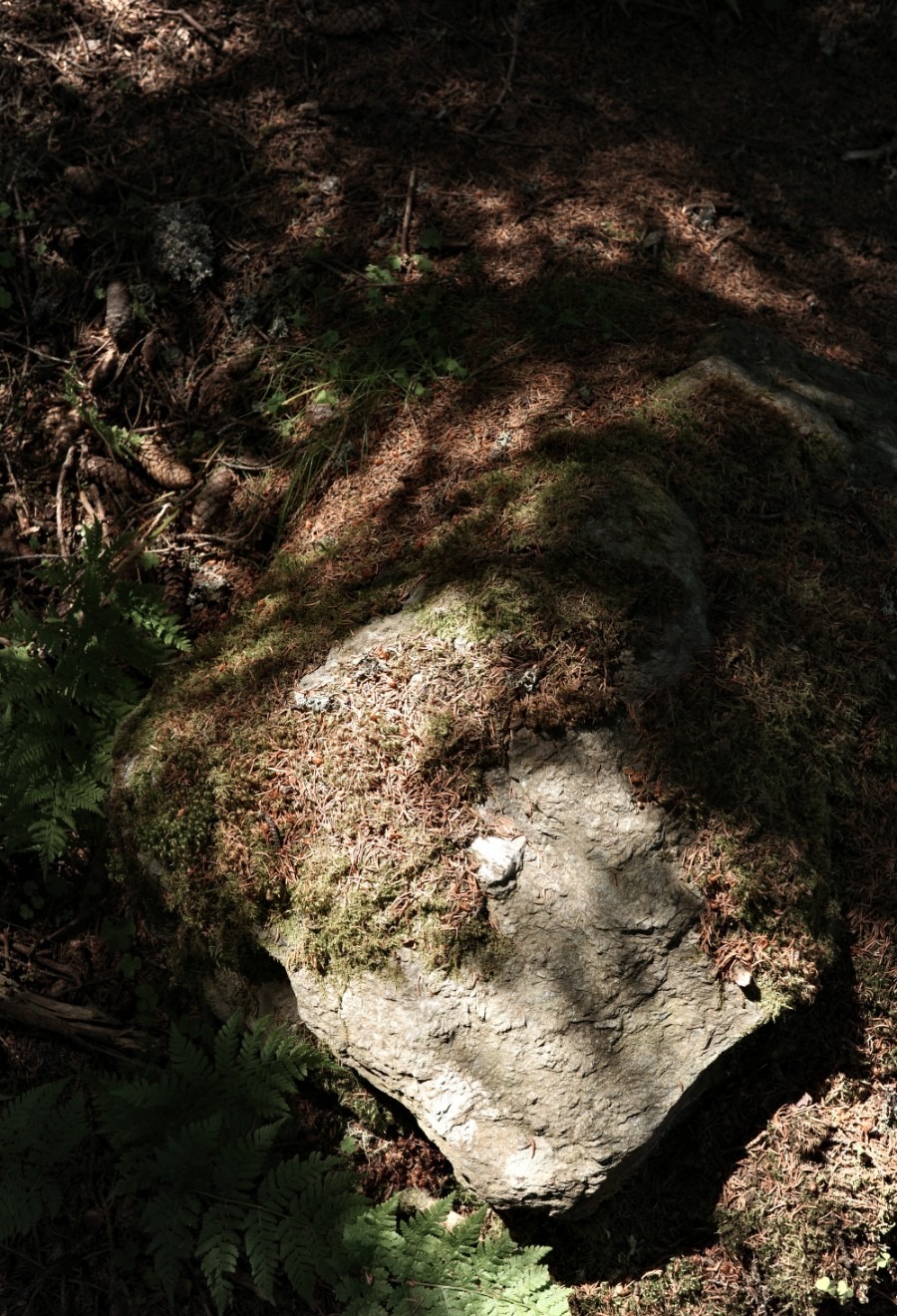 Sonnenlicht auf einem moosbewachsenen Felsen im schattigen Bergwald