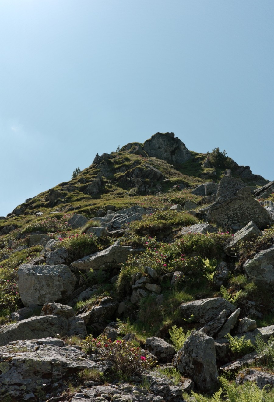 Sonnenlicht auf einem moosbewachsenen Felsen im schattigen Bergwald