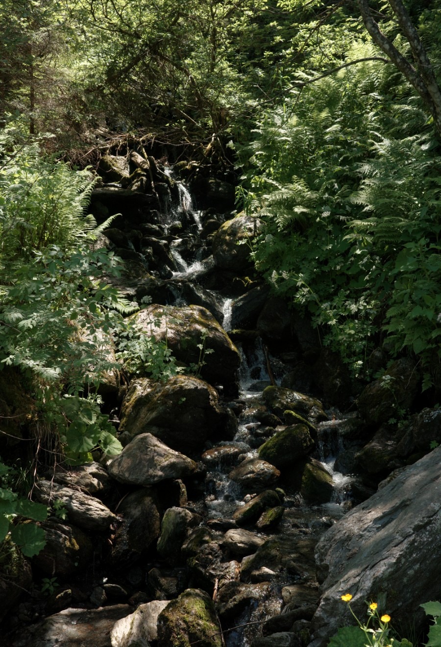 Kleiner Bergbach zwischen Felsen und Farnen im Wald des Kurzen Grunds