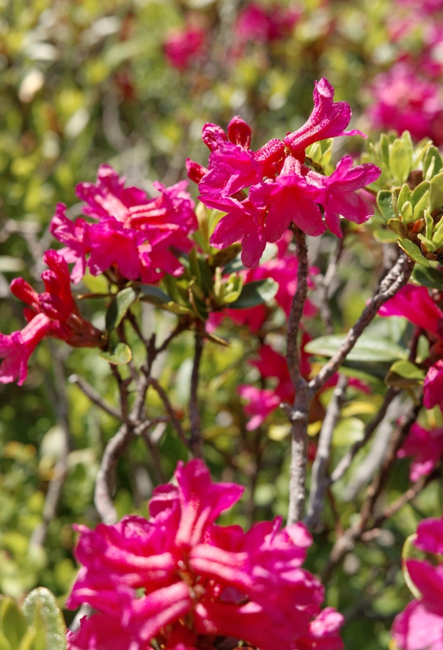 Leuchtend pink blühende Alpenrosen auf dem Weg zu den Wildalmseen