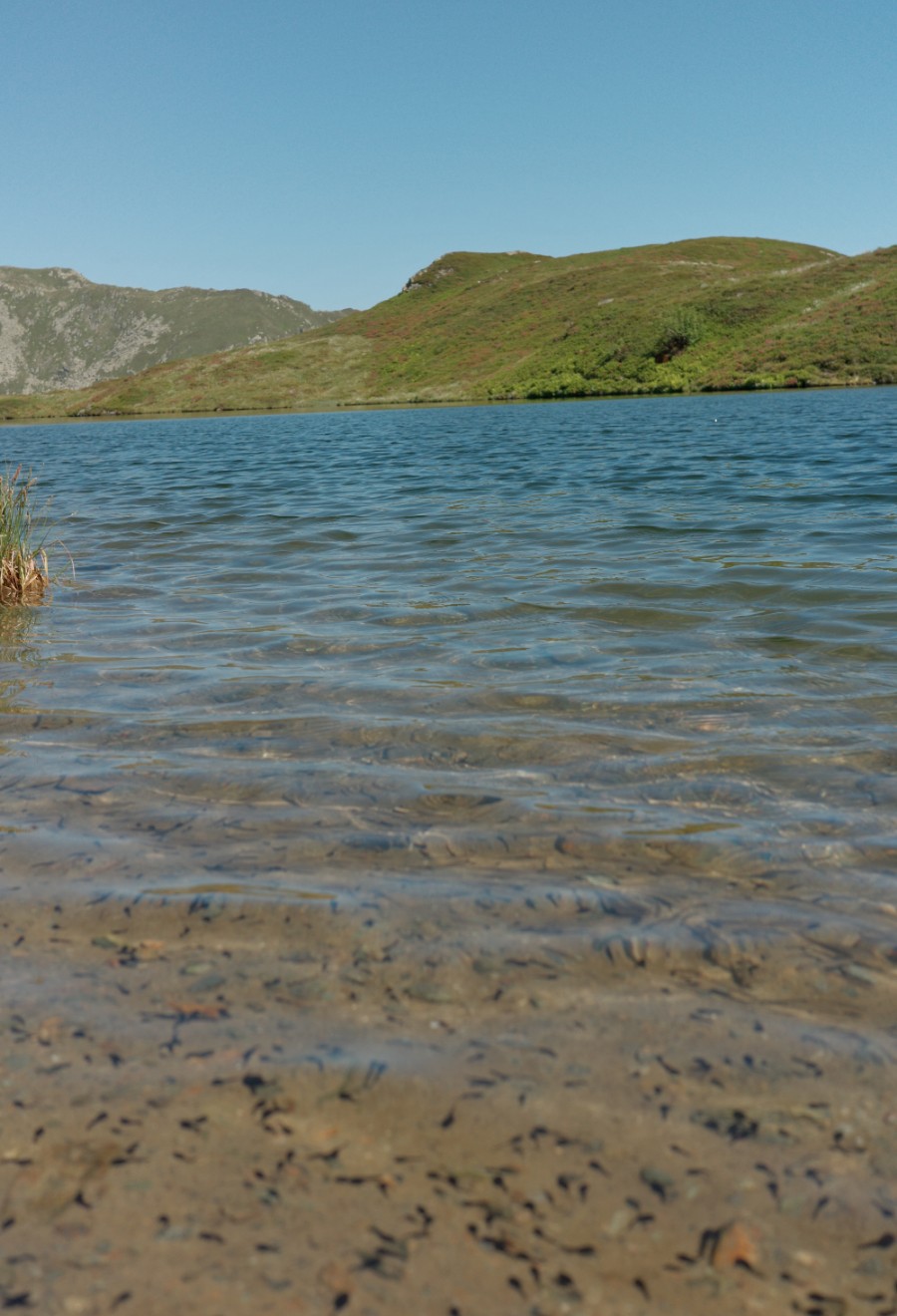 Klares, flaches Uferwasser am Unteren Wildalmsee
