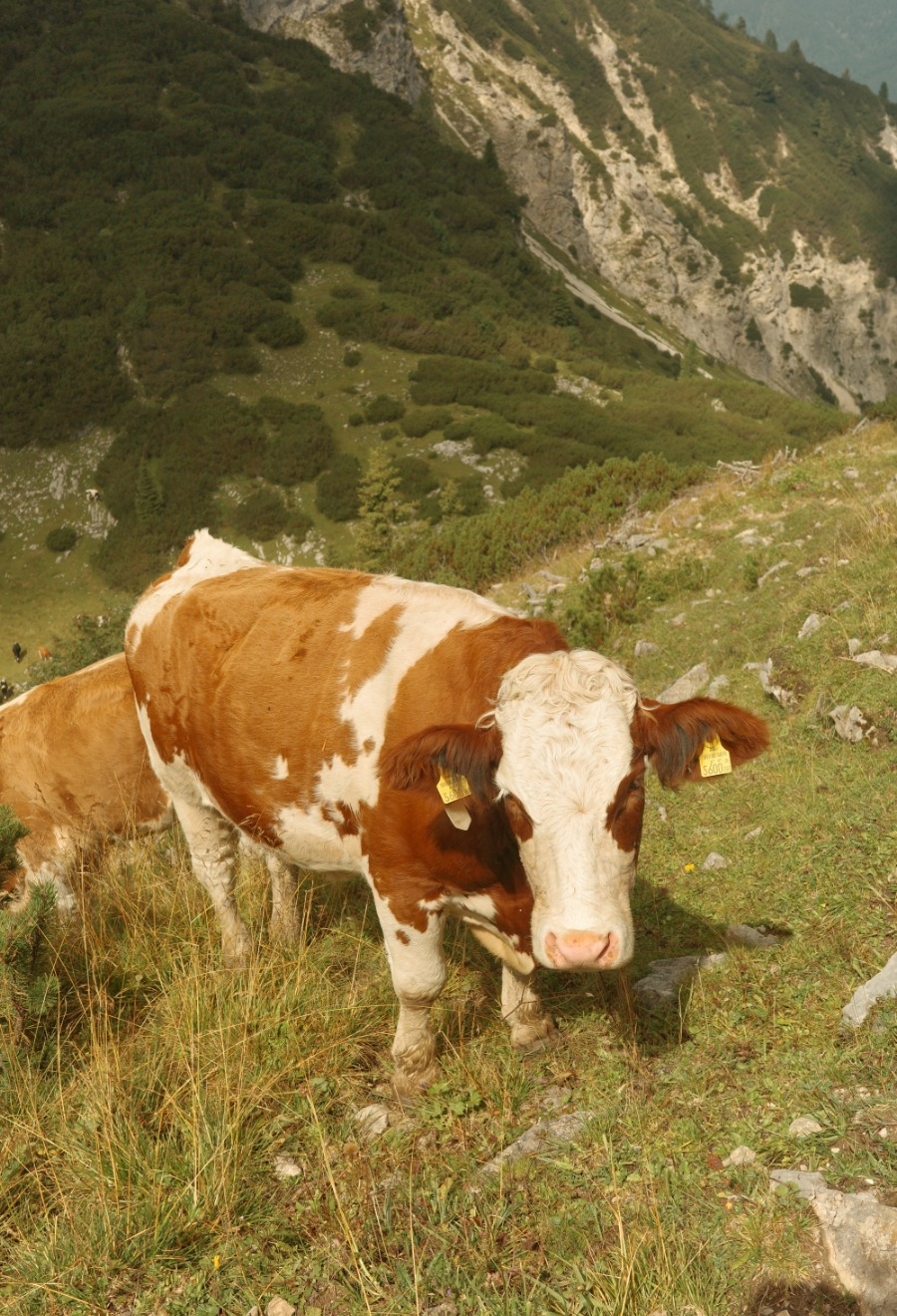 kuehe-zireinersee Kuh auf der steilen Almweide oberhalb des Zireiner Sees