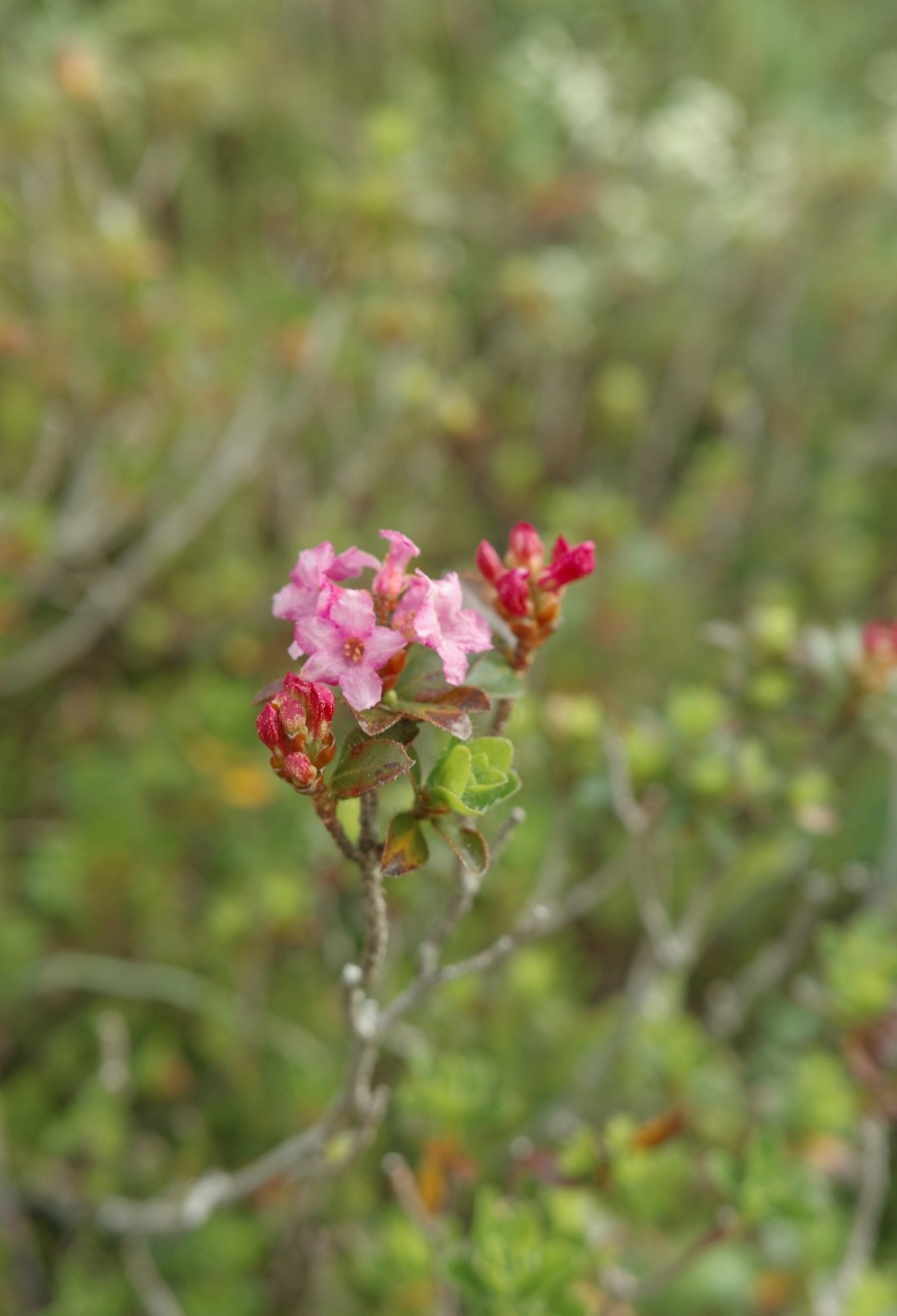 R0007642 Blühende Alpenrose am Bergweg zum Ellmauer Tor im Wilden Kaiser