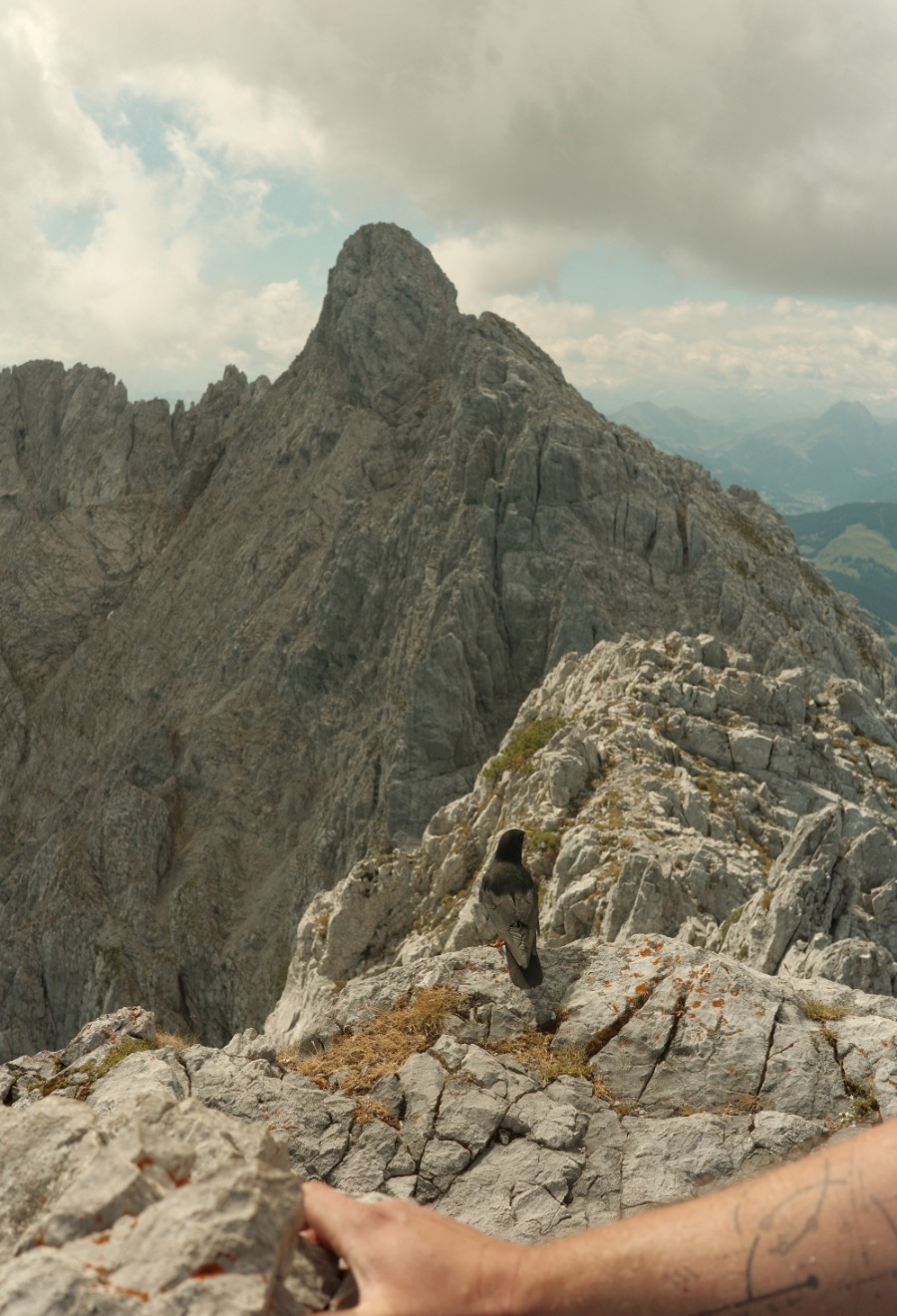 R0007743 Alpendohle auf den Gipfelfelsen der Hinteren Goinger Halt im Wilden Kaiser