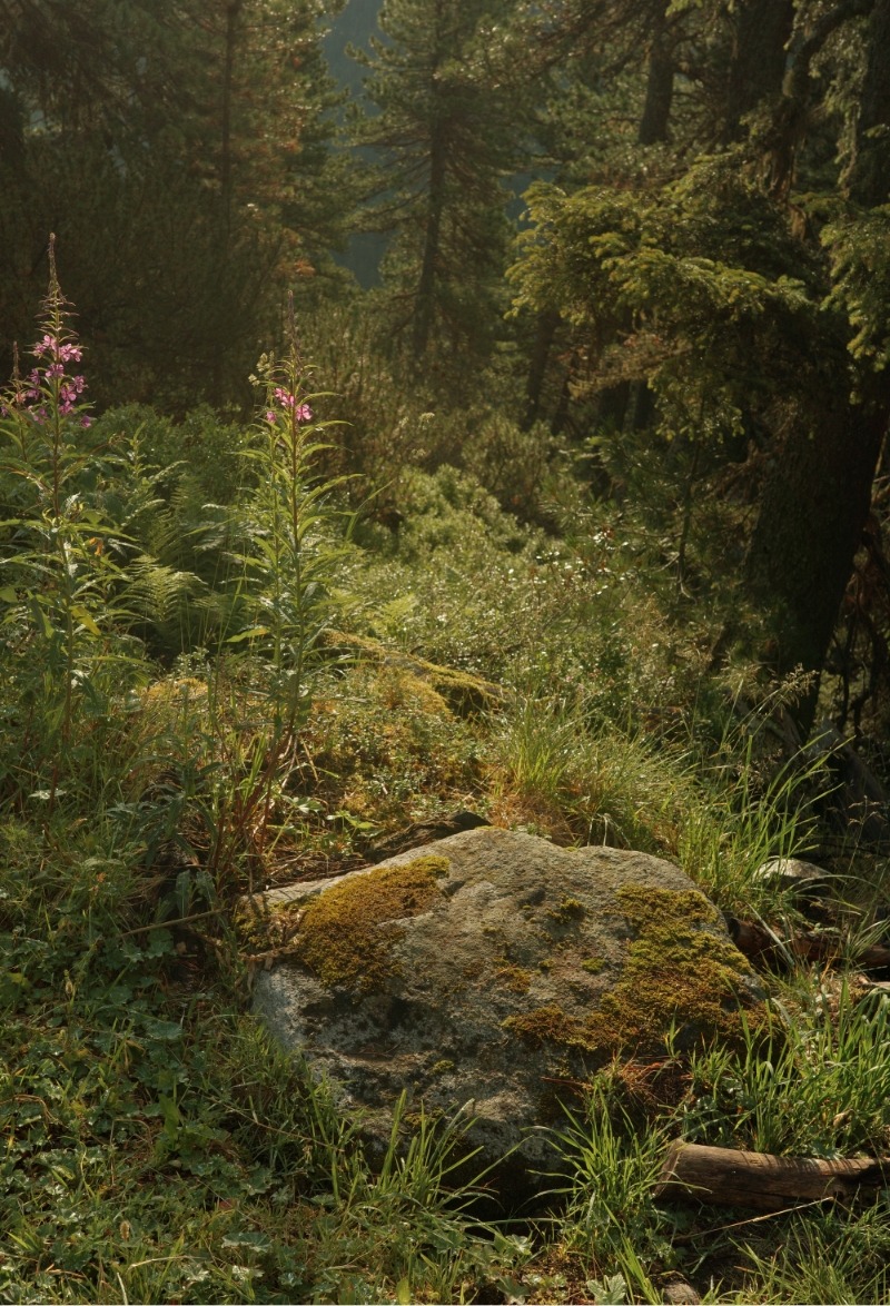 Licht eingefangen auf moosigen Stein in Tirol